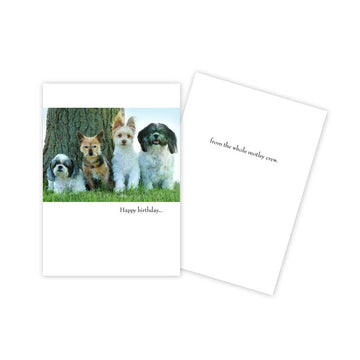 Pack of Dogs Birthday Card